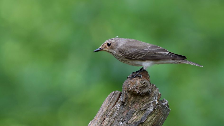 Welk vogeltje is dit ?
